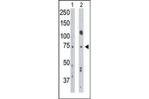 The anti-BR1A Pab (ABIN388736 and ABIN2838944) is used in Western blot to detect BR1A in mouse muscle tissue lysate (Lane 1) and Hela cell lysate (Lane 2).