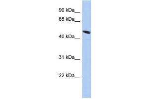 WB Suggested Anti-C9orf68 Antibody Titration: 0. (C9orf68 anticorps  (Middle Region))