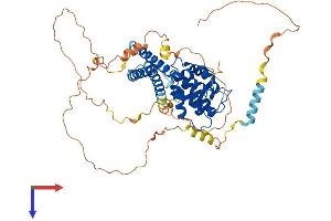 AlphaFold protein structure predicition of Mouse Recombinant Tom1l2 Protein, UniprotID Q5SRX1