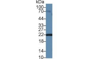 Detection of NT in Mouse Cerebrum lysate using Polyclonal Antibody to Neurotensin (NT)