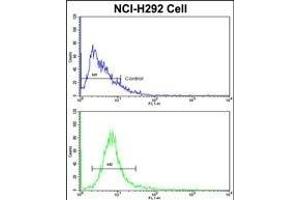 Flow cytometric analysis of NCI- cells using EEF1A1/ EEF1A2 Antibody (N-term)(bottom histogram) compared to a negative control cell (top histogram). (EEF1A2 anticorps  (AA 46-72))