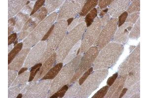 IHC-P Image Immunohistochemical analysis of paraffin-embedded mouse muscle, using RGS4, antibody at 1:500 dilution. (RGS4 anticorps)