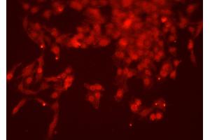 ABIN6277767 staining HEPG2 cells by ICC/IF.