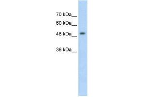WB Suggested Anti-MECP2 Antibody Titration:  2. (MECP2 anticorps  (N-Term))