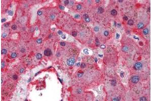 anti-Coagulation Factor II (thrombin) Receptor-Like 2 (F2RL2) antibody