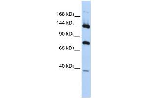 WB Suggested Anti-PLA2G4B Antibody Titration:  0. (PLA2G4B anticorps  (N-Term))