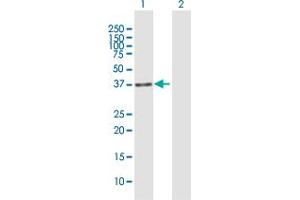 Western Blot analysis of IREB2 expression in transfected 293T cell line by IREB2 MaxPab polyclonal antibody. (IREB2 anticorps  (AA 1-343))