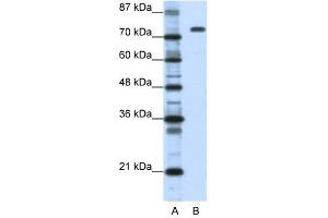 Nucleolin antibody used at 1. (Nucleolin anticorps  (C-Term))