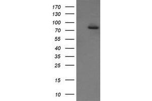 Image no. 3 for anti-SEC14 and Spectrin Domains 1 (SESTD1) antibody (ABIN1501065) (SESTD1 anticorps)