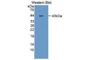 Western blot analysis of the recombinant protein. (IL12B anticorps  (AA 30-311))