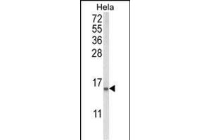 Western blot analysis of COTL1 Antibody (C-term) (ABIN652766 and ABIN2842503) in Hela cell line lysates (35 μg/lane). (COTL1 anticorps  (C-Term))