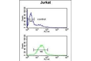 TAF1D Antibody (N-term) (ABIN651786 and ABIN2840399) flow cytometric analysis of Jurkat cells (bottom histogram) compared to a negative control cell (top histogram).