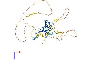 AlphaFold protein structure predicition of Human Recombinant FOXE1 Protein, UniprotID O00358