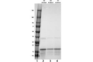 Recombinant Histone H3 trimethyl Lys23 tested by SDS-PAGE gel. (Histone 3 Protein (H3) (H3K23me3))
