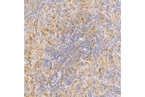 Immunohistochemistry of paraffin-embedded rat spleen using [KO Validated] TR Rabbit pAb (ABIN3021164, ABIN3021165, ABIN3021166 and ABIN1513640) at dilution of 1:250 (40x lens).