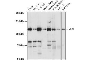Western blot analysis of extracts of various cell lines, using MIB2 antibody (ABIN7266881) at 1:1000 dilution. (MIB2 anticorps  (AA 300-580))