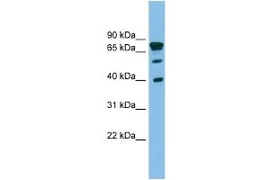 WB Suggested Anti-LETMD1 Antibody Titration: 0.