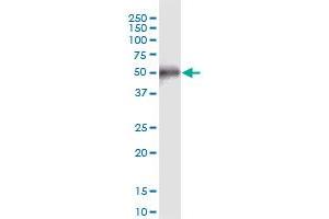 CCDC8 MaxPab polyclonal antibody.