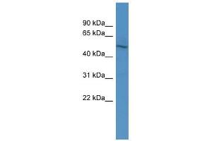ZNF101 antibody used at 2. (ZNF101 anticorps  (N-Term))