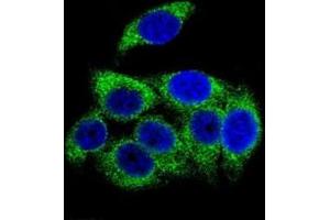 Confocal immunofluorescent analysis of phospho-TSC2 antibody with HeLa cells followed by Alexa Fluor 488-conjugated goat anti-rabbit lgG (green).