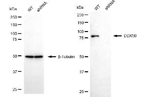 Western blotting analysis using DDX50 antibody (ABIN7798289). (DDX50 anticorps)