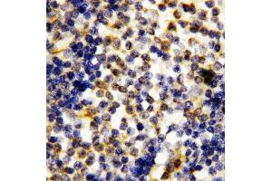 Anti-Granzyme A antibody, IHC(P) IHC(P): Human Tonsil Tissue (GZMA anticorps  (Middle Region))