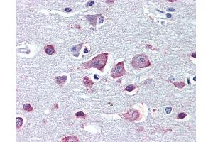 Anti-GABRA4 antibody IHC of human brain, cortex. (GABRA4 anticorps  (AA 349-361))