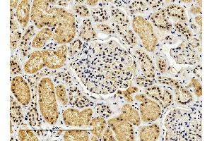 Immunohistochemistry (4μg/ml) staining of paraffin embedded Human Kidney. (ENOX2 anticorps  (Internal Region))