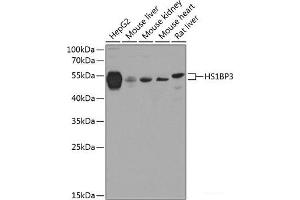 Western blot analysis of extracts of various cell lines using HS1BP3 Polyclonal Antibody at dilution of 1:1000. (HS1BP3 anticorps)