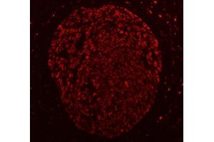 IF analysis of PC4/SUB1 using anti-PC4/SUB1 antibody (ABIN7602186).