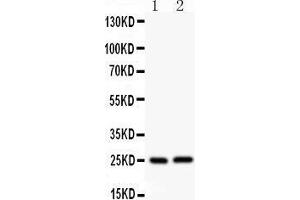 Western Blotting (WB) image for anti-Claudin 2 (CLDN2) (AA 38-230) antibody (ABIN3042751) (Claudin 2 anticorps  (AA 38-230))