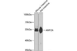 Western blot analysis of extracts of various cell lines using AMY2A Polyclonal Antibody at dilution of 1:1000. (AMY2A anticorps)