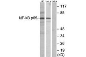 Western blot analysis of extracts from Jurkat/HeLa, using NF-kappaB p65 (Ab-529) Antibody. (NF-kB p65 anticorps  (AA 496-545))