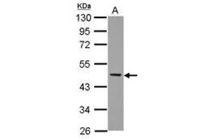 Image no. 2 for anti-Neutrophil Cytosol Factor 1 (NCF1) (AA 1-228) antibody (ABIN1501901) (NCF1 anticorps  (AA 1-228))
