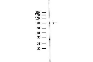 Western blot analysis of lysates from Mouse lung, using GCY Antibody at 1/1000 dilution.