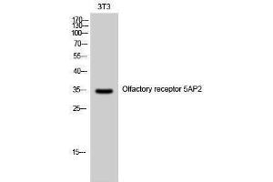 Western Blotting (WB) image for anti-Olfactory Receptor, Family 5, Subfamily AP, Member 2 (OR5AP2) (C-Term) antibody (ABIN3186145) (OR5AP2 anticorps  (C-Term))