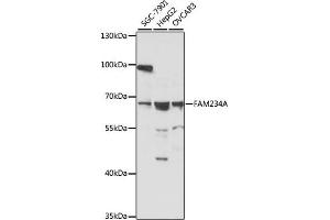 Western blot analysis of extracts of various cell lines, using FA antibody (ABIN7267920) at 1:1000 dilution.