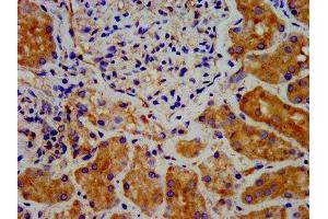 IHC image of ABIN7150910 diluted at 1:300 and staining in paraffin-embedded human kidney tissue performed on a Leica BondTM system. (DTNBP1 anticorps  (AA 258-351))