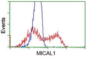 HEK293T cells transfected with either RC208308 overexpress plasmid (Red) or empty vector control plasmid (Blue) were immunostained by anti-MICAL1 antibody (ABIN2453291), and then analyzed by flow cytometry. (MICAL1 anticorps)
