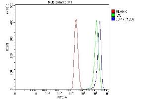 anti-Junction Plakoglobin (JUP) (AA 556-745) antibody