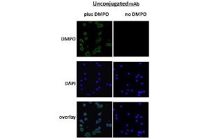 Immunocytochemistry/Immunofluorescence analysis using Mouse Anti-DMPO Monoclonal Antibody, Clone N1664A . (DMPO anticorps (Atto 488))