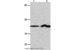 Western blot analysis of NIH/3T3 and Jurkat cell, using IRF1 Polyclonal Antibody at dilution of 1:750 (IRF1 anticorps)
