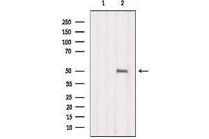 Western blot analysis of extracts from B16F10, using NR1I2 Antibody. (NR1I2 anticorps  (C-Term))