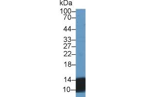 Rabbit Detection antibody from the kit in WB with Positive Control: Sample Human Urine. (Urocortin 2 Kit ELISA)