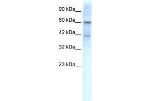 KCND3 antibody used at 1.