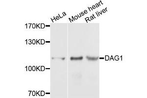 Western blot analysis of extracts of various cells, using DAG1 antibody.