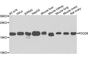 Western blot analysis of extracts of various cells, using PDCD6 antibody. (PDCD6 anticorps)