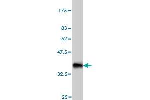 Western Blot detection against Immunogen (33. (Nodal anticorps  (AA 275-346))