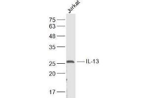 Jurkat lysates probed with IL-13 Polyclonal Antibody, Unconjugated  at 1:500 dilution and 4˚C overnight incubation.