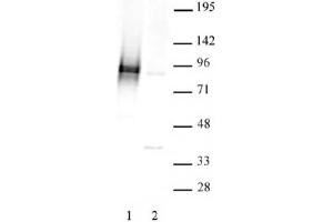 STAT3 phospho Ser727 pAb tested by Western blot. (STAT3 anticorps  (pSer727))